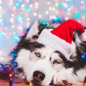 Новогодние животные