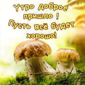 Открытки с грибами