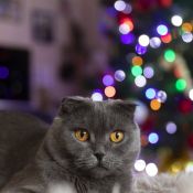 Новый год шотландский