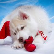 Новогодний песик