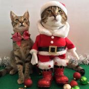 Котенок рождественский