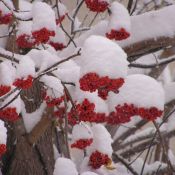 Новогодняя рябина