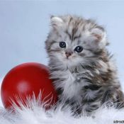 Красивые новогодние котята