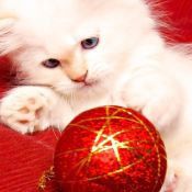 Новогодние котята