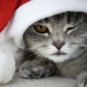Рождественский кот