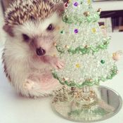 Новогодний еж