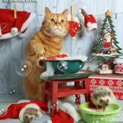 Рождественские котики