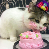 Торт с котятами