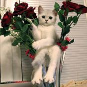 Кот с букетом