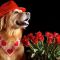 Открытка собака с цветами