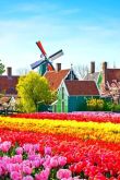 Фестиваль тюльпанов в голландии