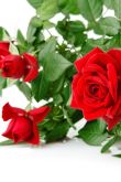 Добрый вечер открытки с розами