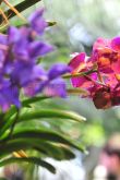 Тропическая зима фестиваль орхидей
