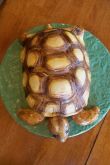 Изумрудная черепаха торт