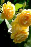 С днем рождения желтые розы картинки