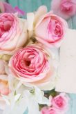Открытка с днем рождения пионовидные розы