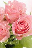 Красивые букеты роз открытки
