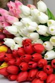 Букет цветов тюльпаны