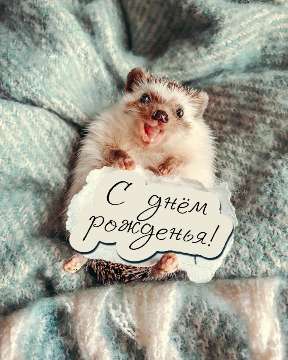 Ежик поздравляет с днем рождения