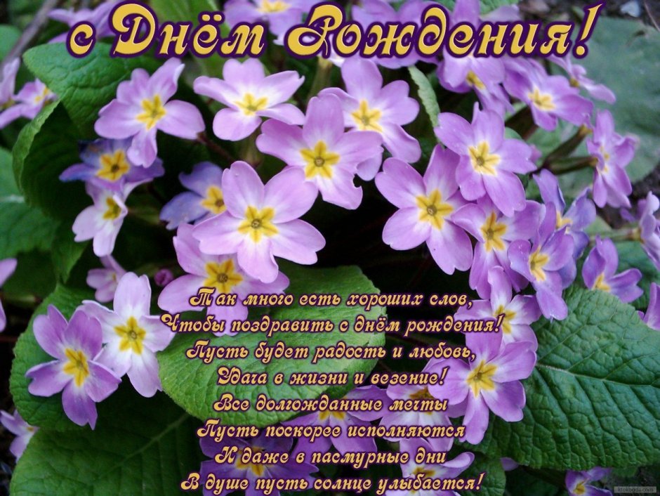 Цветы красивые подарочные
