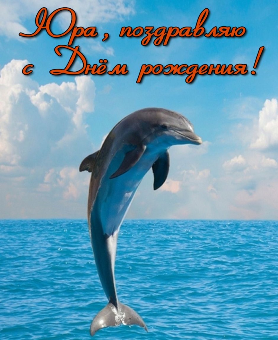 Дельфины поздравляют с днем рождения