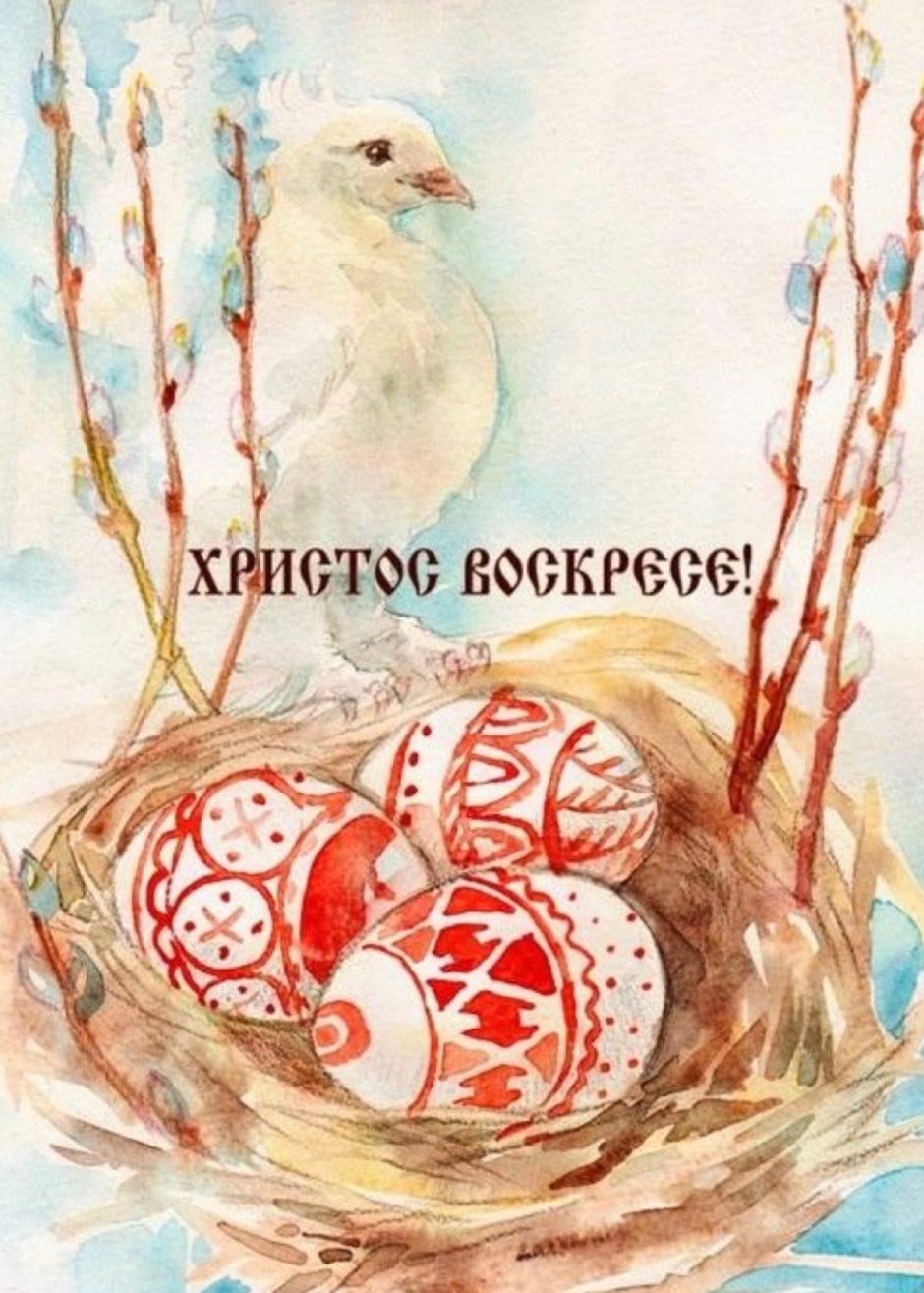 Верба гнездо