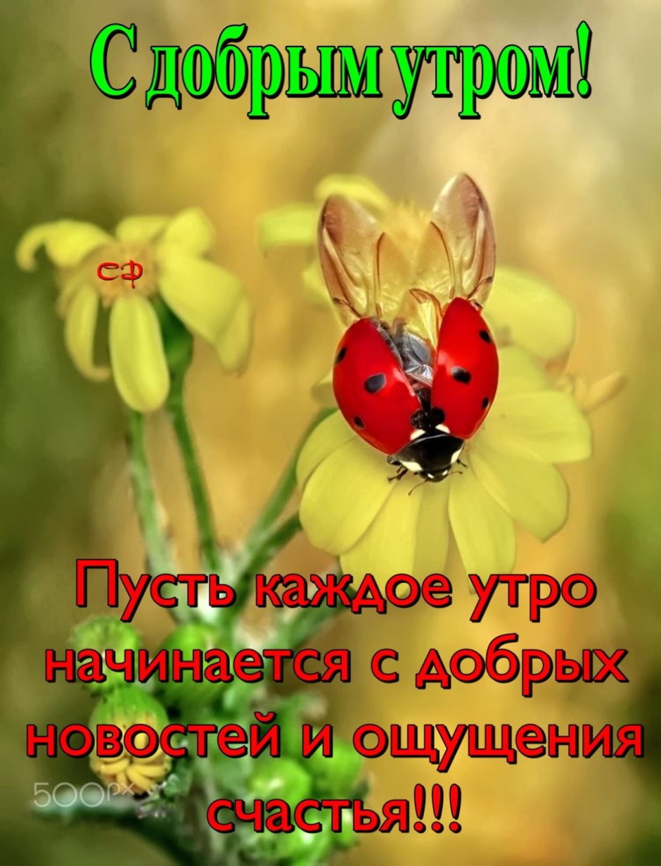 Доброе утро Светлана