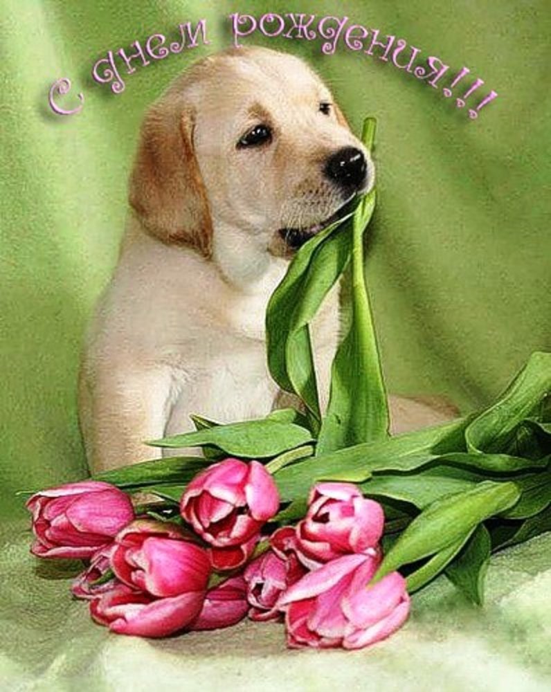 С днем рождения