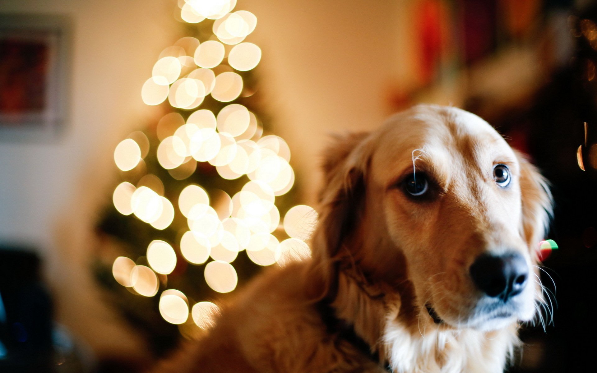 Год собаки. Собака новый год. Золотистый ретривер новый год. Новогодние обои с собаками. Собака и Новогодняя елка.
