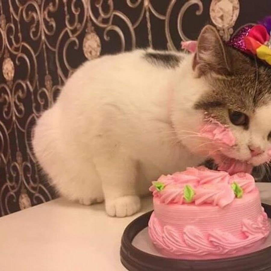 Торт котик с ягодами