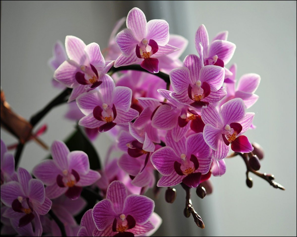 с днем рождения фото с орхидеями