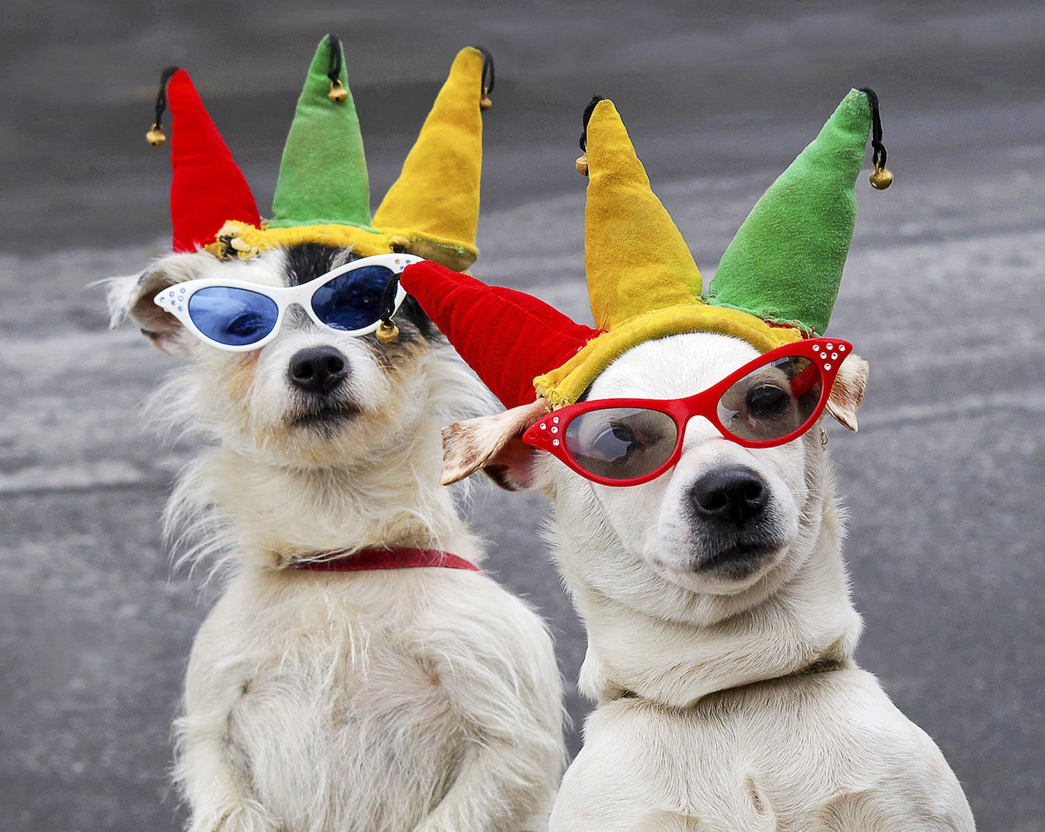 Юмористические праздники. День рождения собаки. С днем рождения животные. Собака в праздничном колпаке. Собака с праздником.