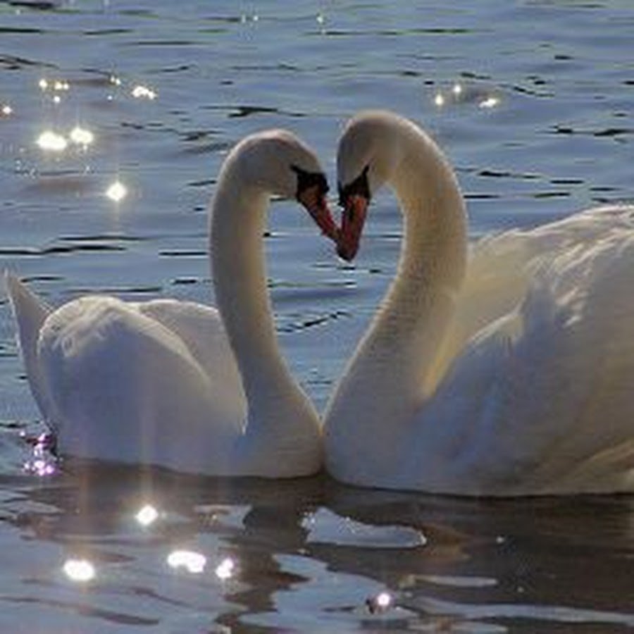 Любовь и лебеди