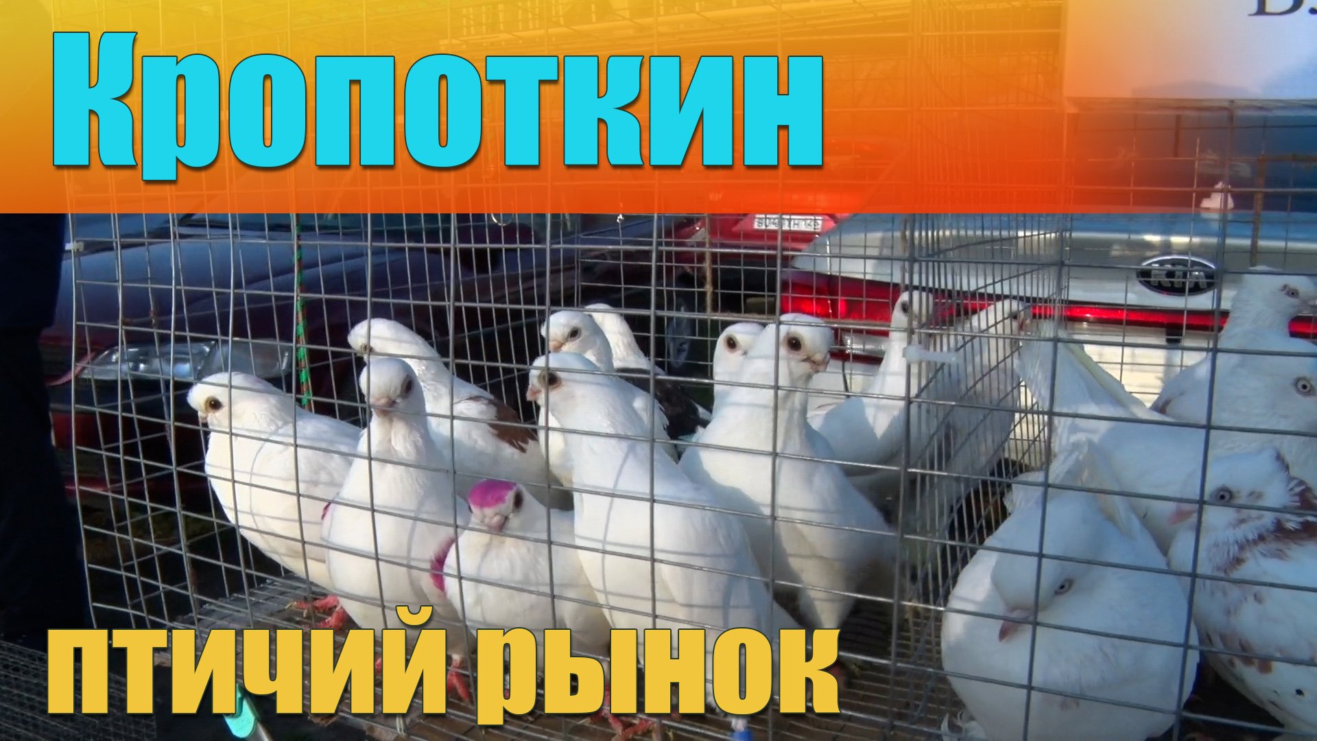 Кропоткин выставка голубей. Голуби на птичьем рынке. Птиц ий рынок в крапоткине. Москва птичий рынок голуби. Ярмарка голубей в Кропоткине.