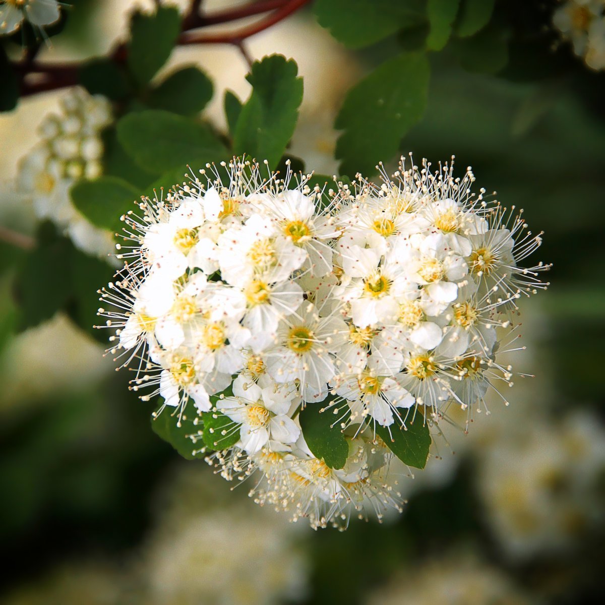 Пожелания долгие лета. Оксаночка цветы. Белые пушистые цветы. С днем рождения многое лето. С днем рождения пушистые цветы.
