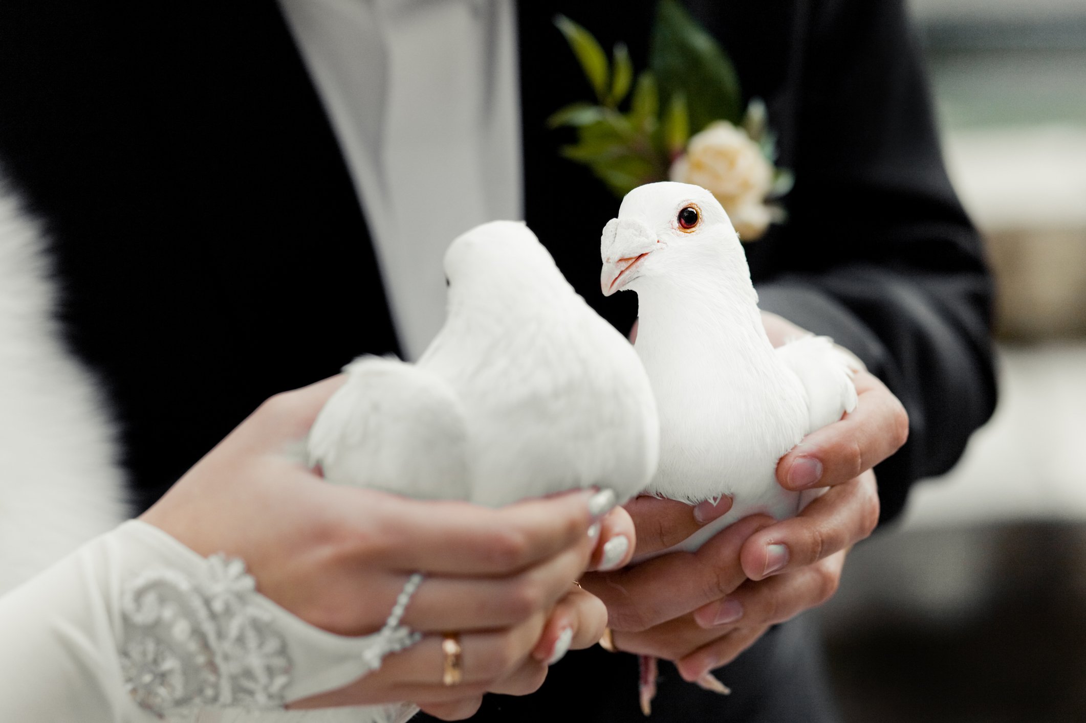 Невеста и жених в руки птицы