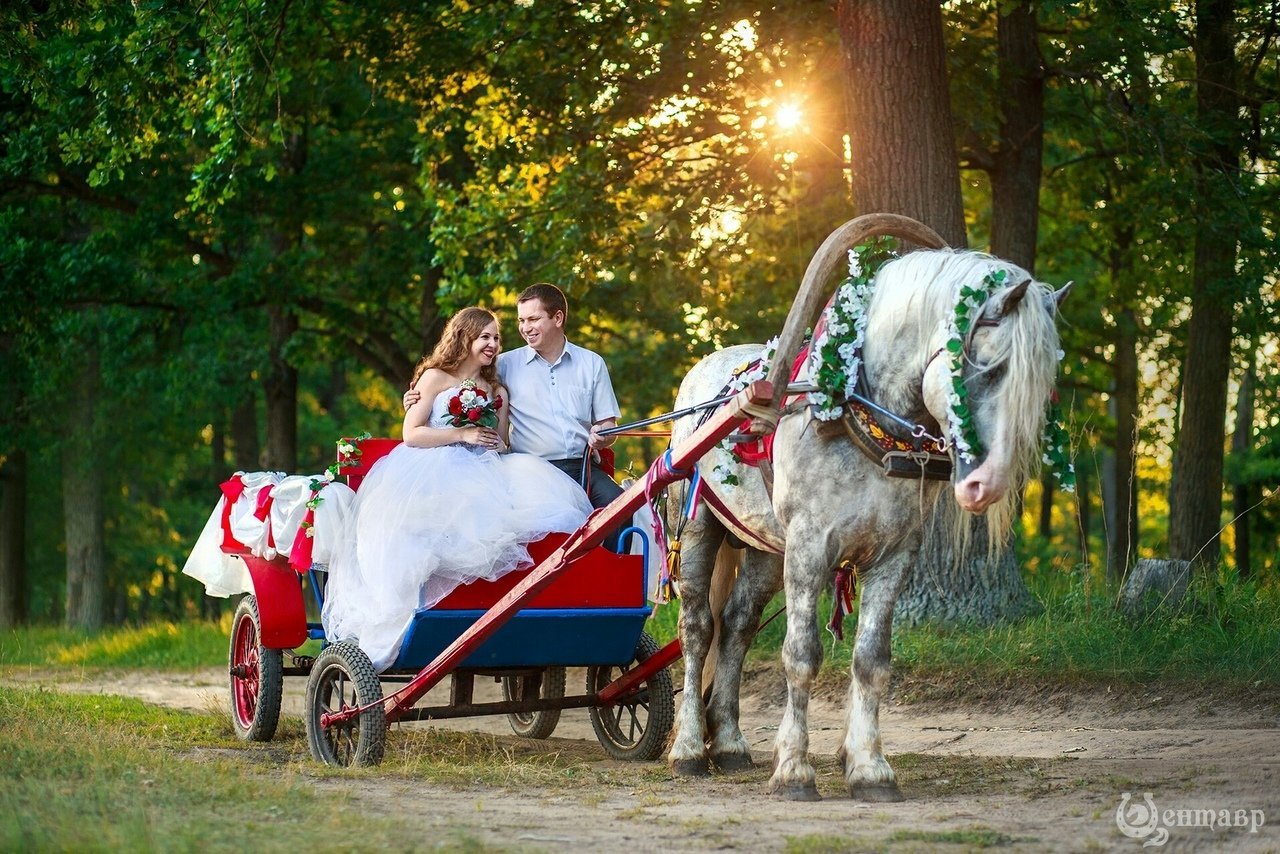 Конь жених. Свадебная фотосессия с лошадьми. Карета с лошадьми на свадьбу. Свадебная прогулка на лошадях. Телега с лошадью.