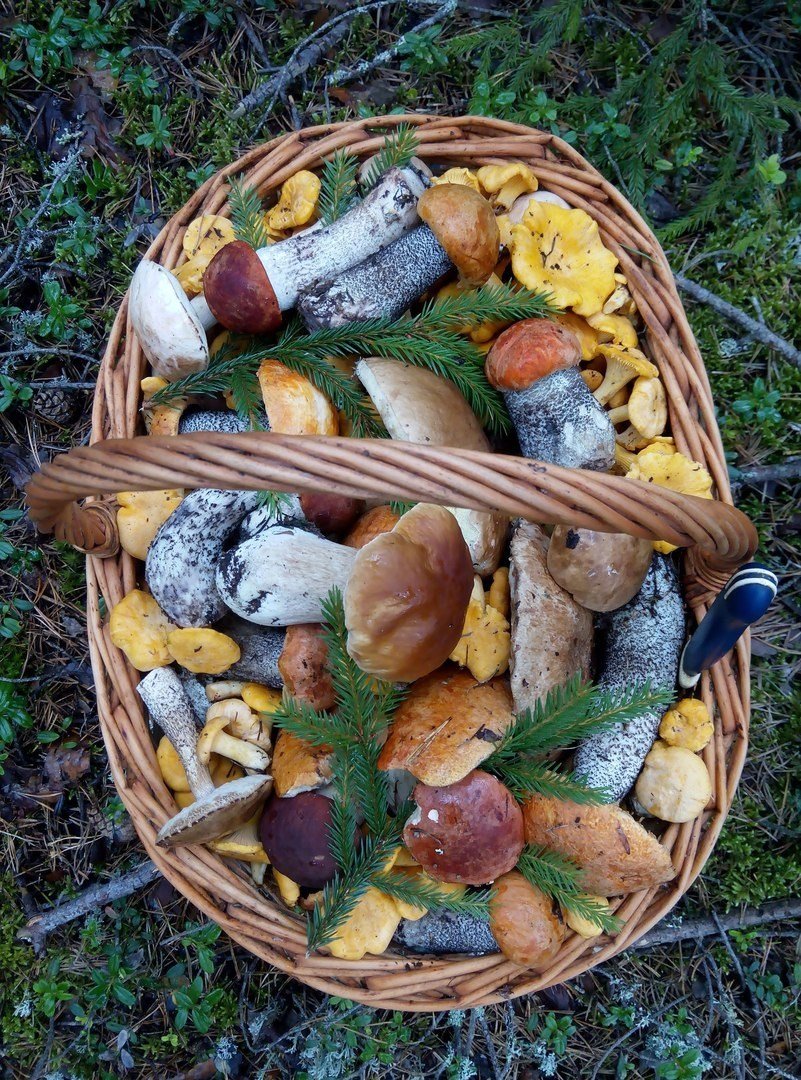 Фигурки грибов из дерева