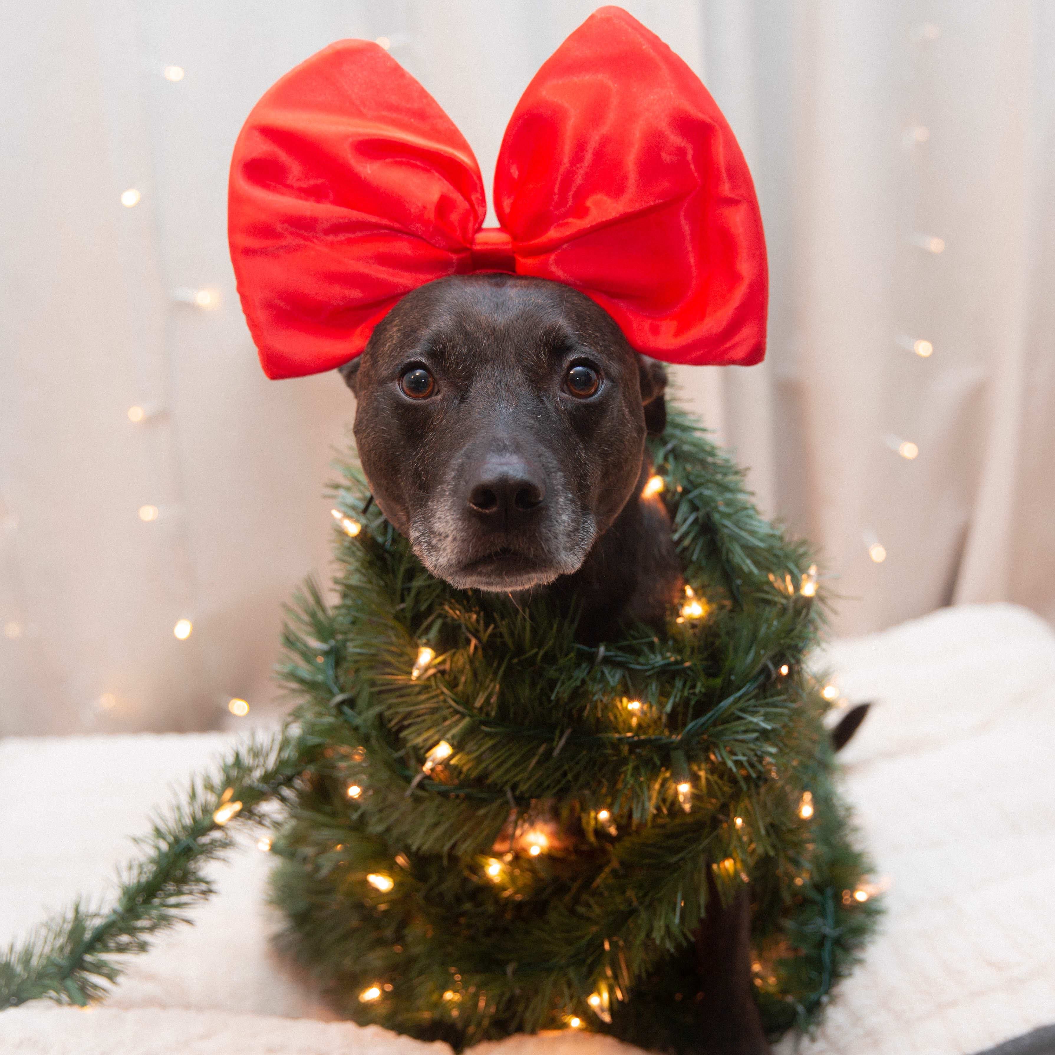 Жалко елки. Собака в костюме елки. Новогодний костюм для собачки. Смешные новогодние животные. Смешная елка с собакой.
