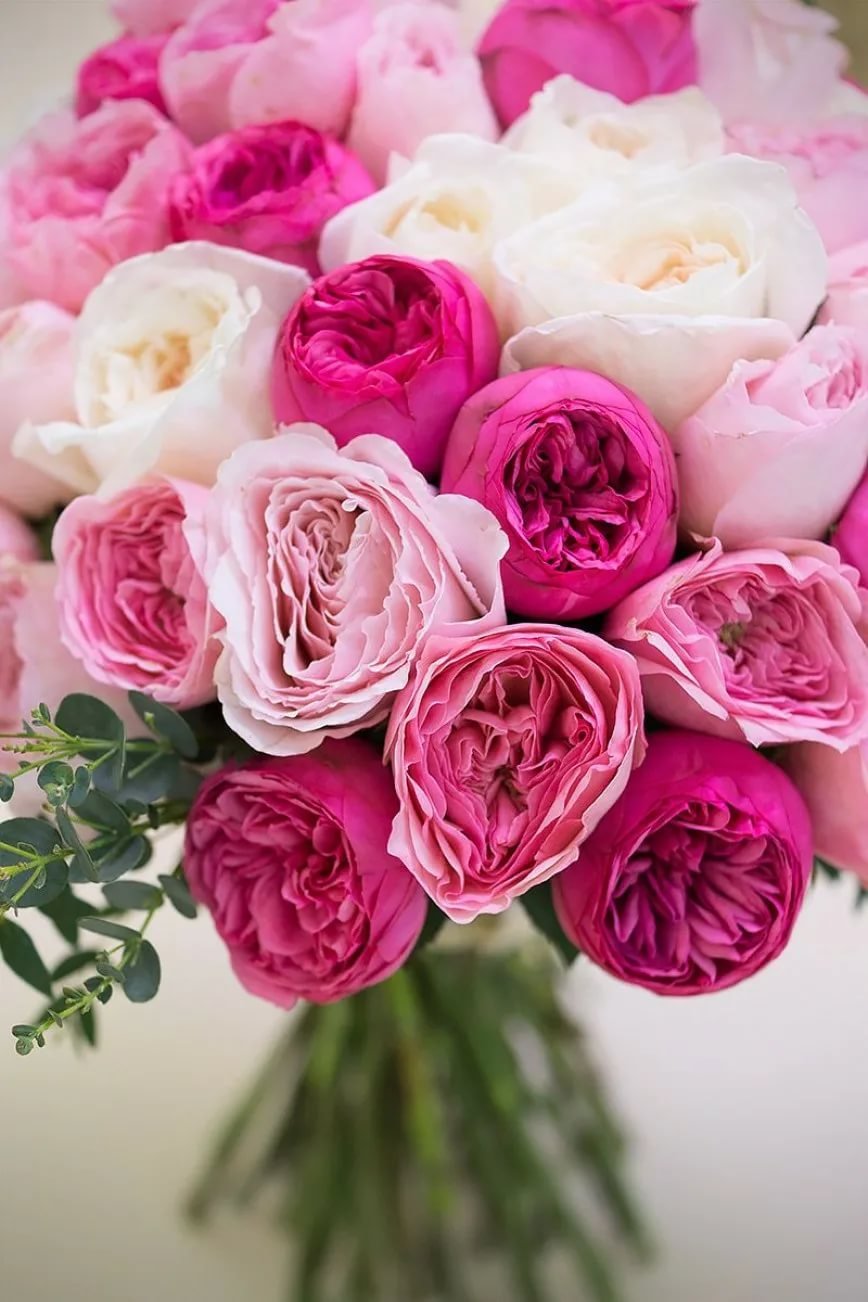 Пионовидная роза цвет фуксия