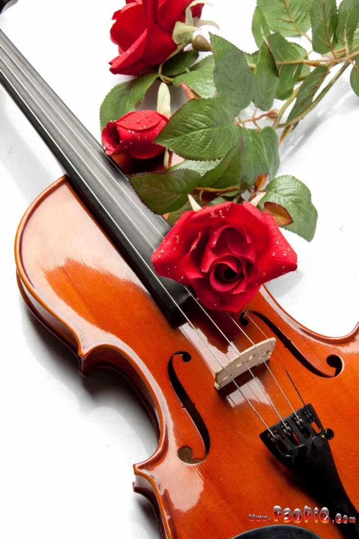 Скрипка и розы