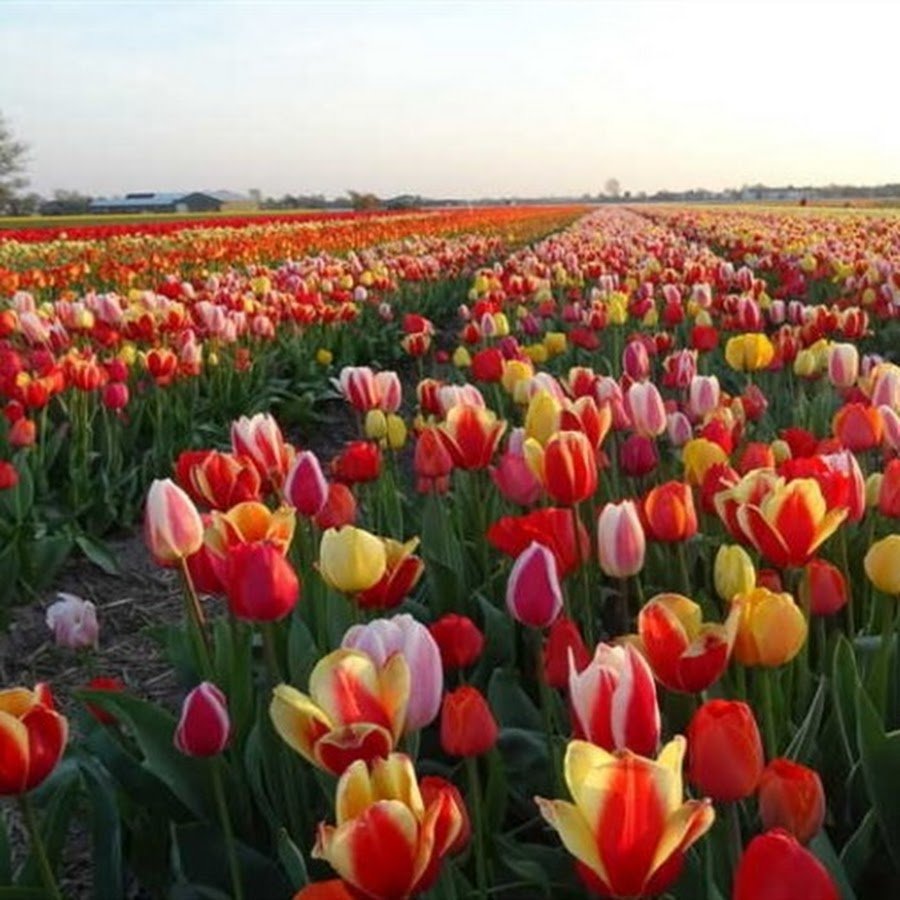 Поля тюльпанов, Сассенхейм, Нидерланды