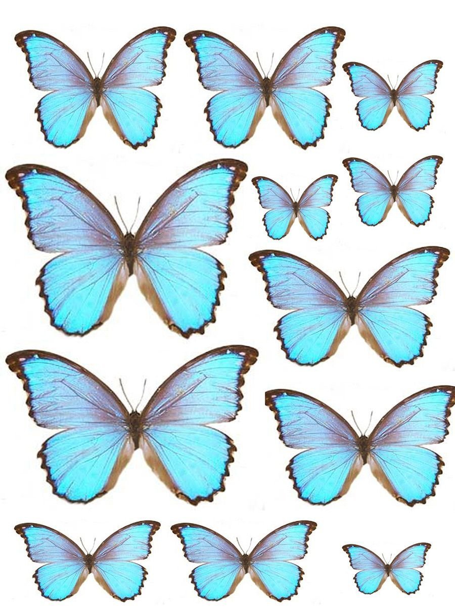 Трафарет бабочки для айсинга
