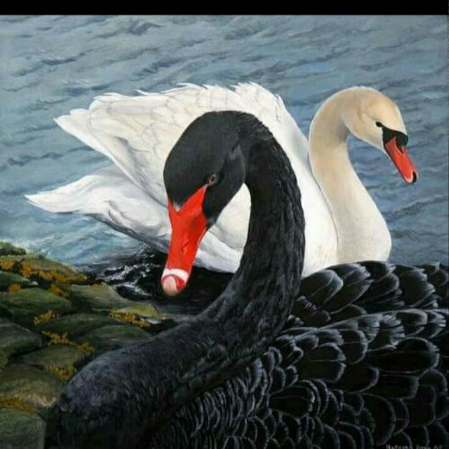 Черный лебедь картина