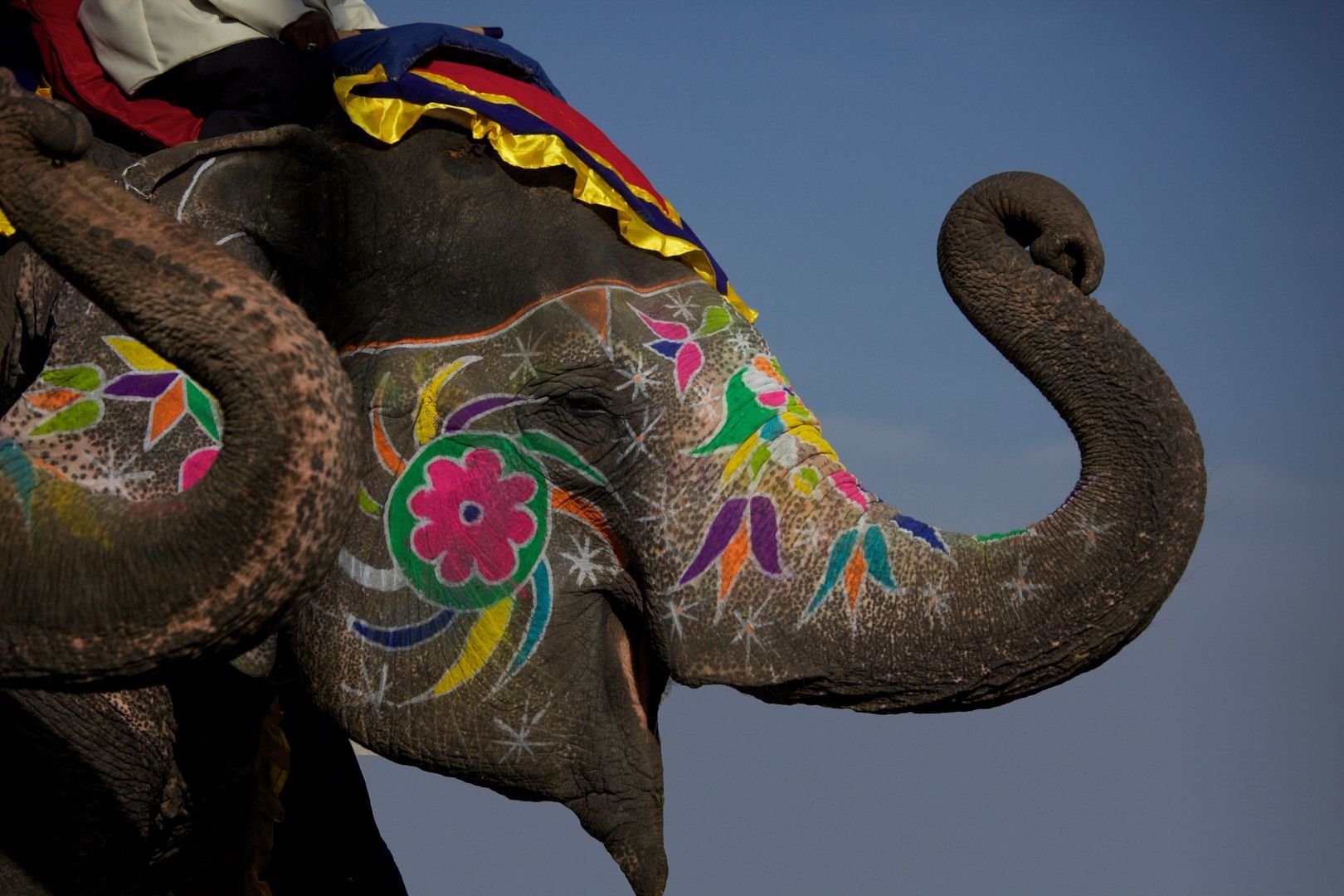 Индийские слоны живут. Индийский слон в Индии. Фестиваль слонов в Индии. Индийский слон индийский слон. Фестиваль слонов — Джайпур, Индия.