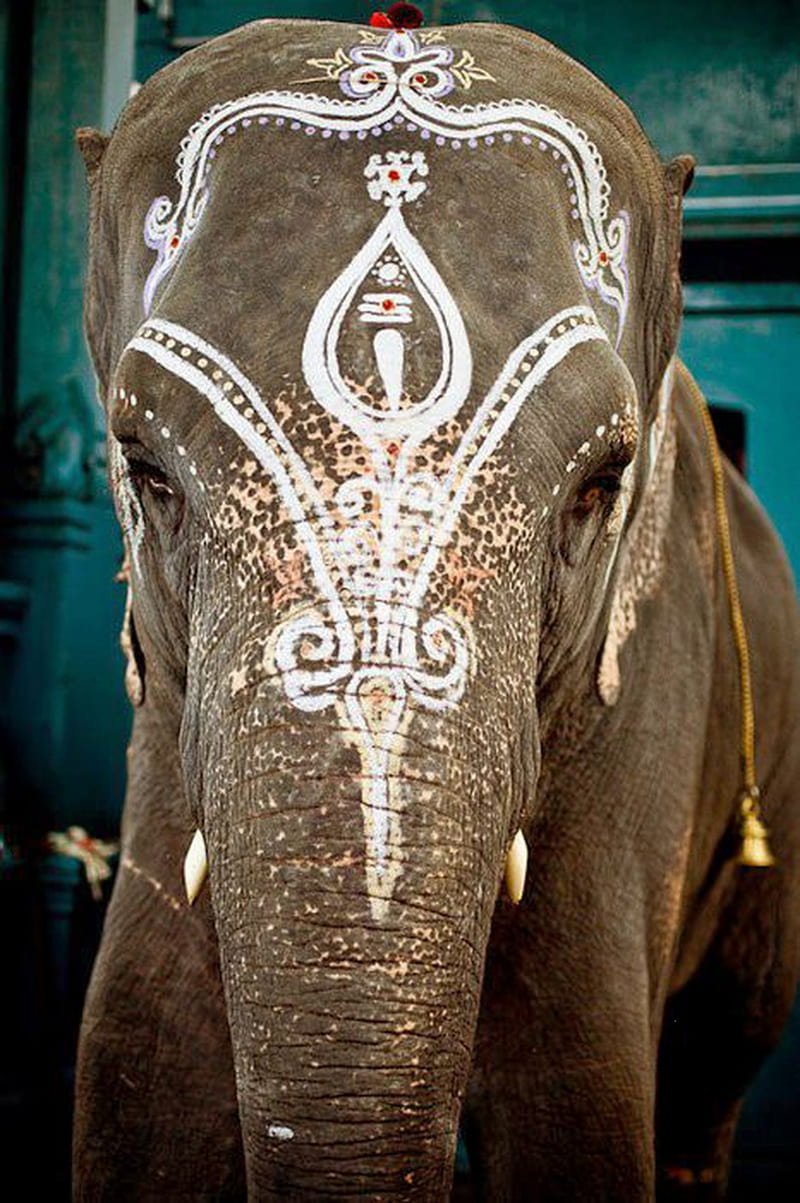 Индийский слон с украшениями