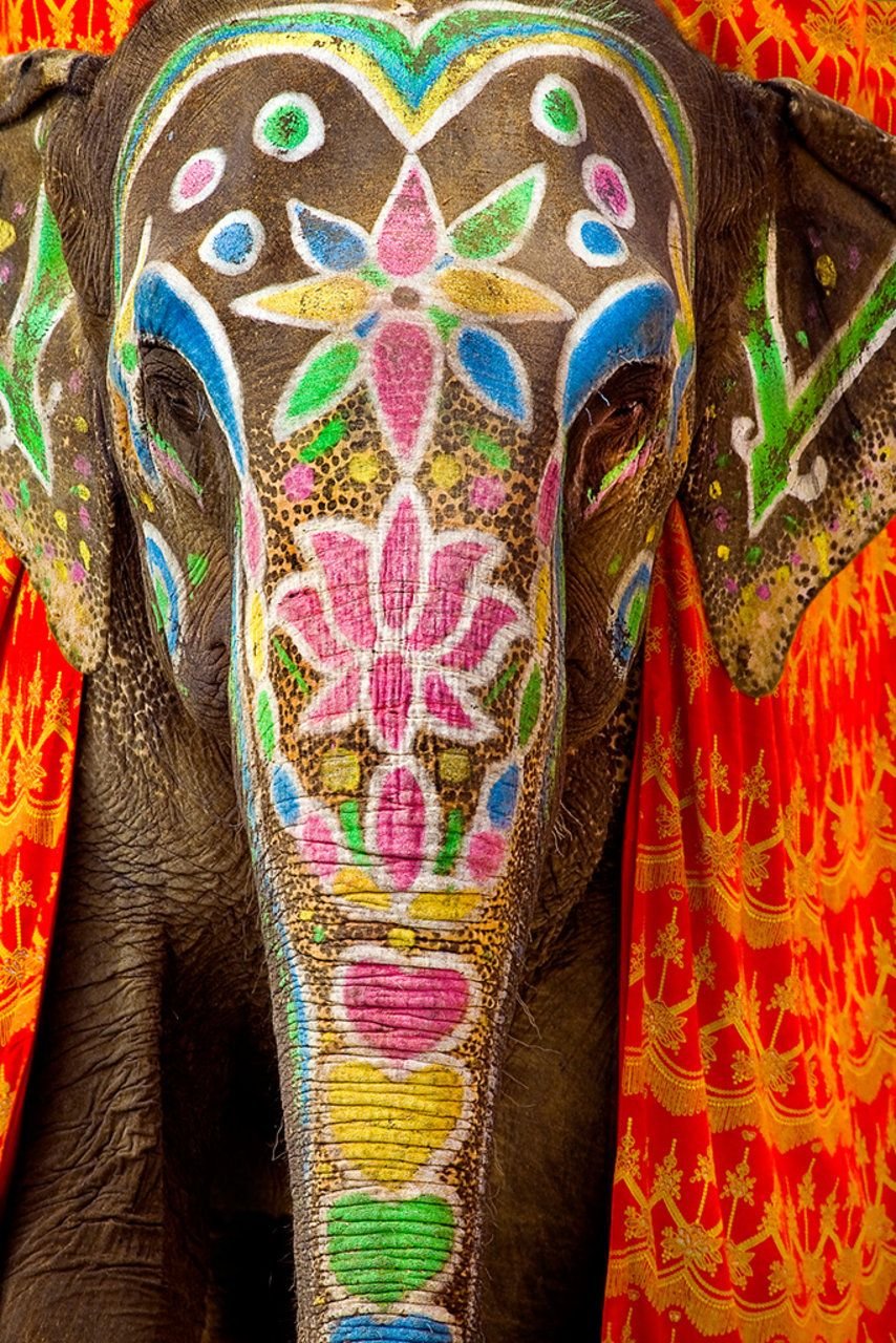 Индийский слон индийский слон