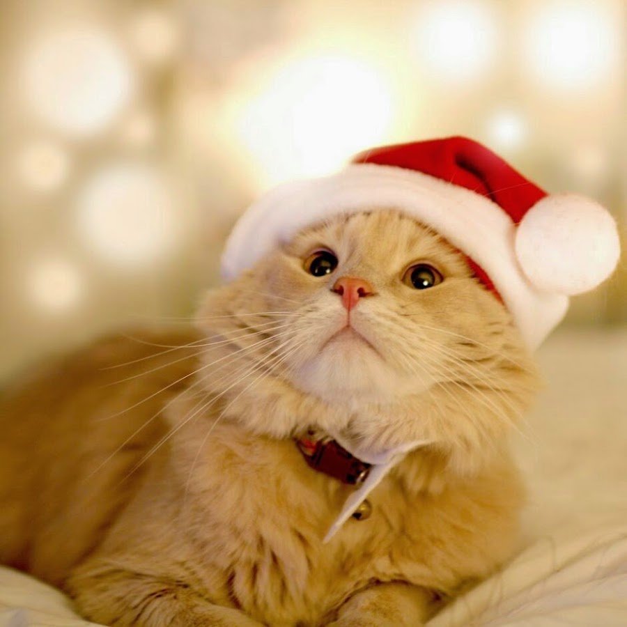 Котик в шапке Деда Мороза