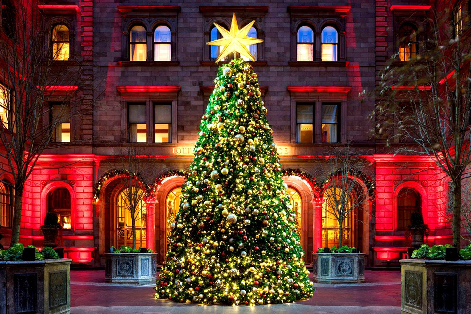 Красивые елки были. Рождественская елка. Красивая елка. Рождественские елки. Самая красивая елка.