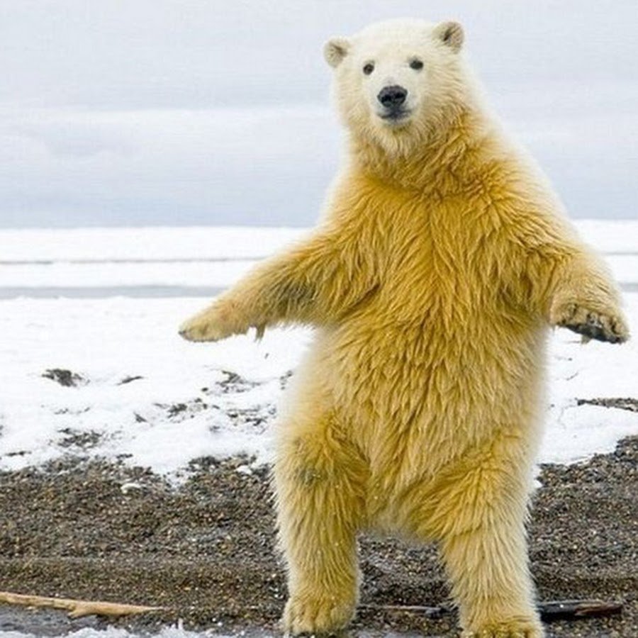 Белый медведь танцует